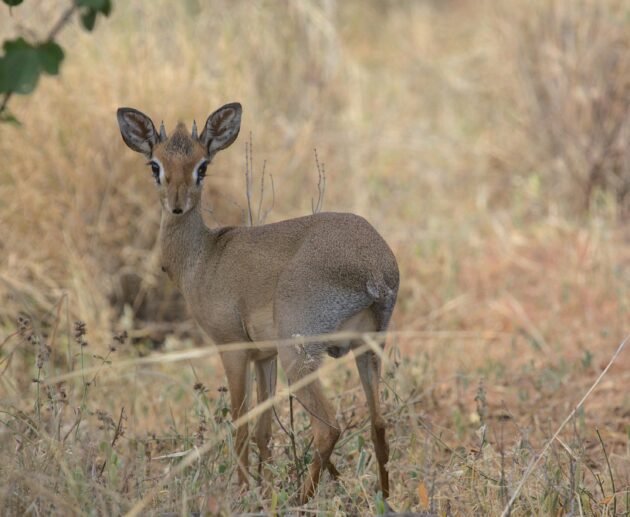 4 Days Mount Meru Climb – Official Arusha National Park Trek