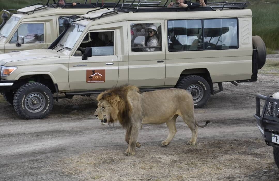 Weird and Wonderful Animals of Tanzania
