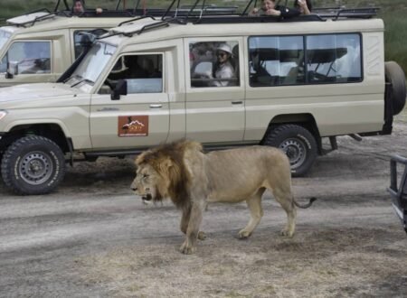 Weird and Wonderful Animals of Tanzania