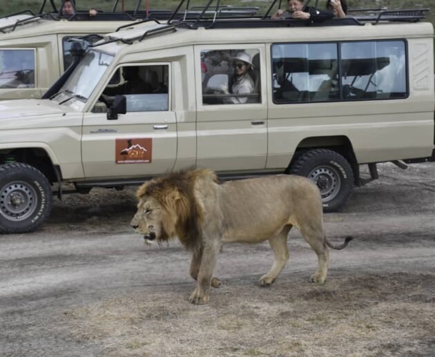 Weird and Wonderful Animals of Tanzania