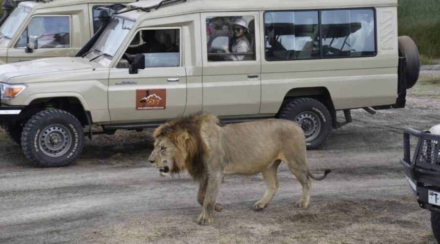 Weird and Wonderful Animals of Tanzania
