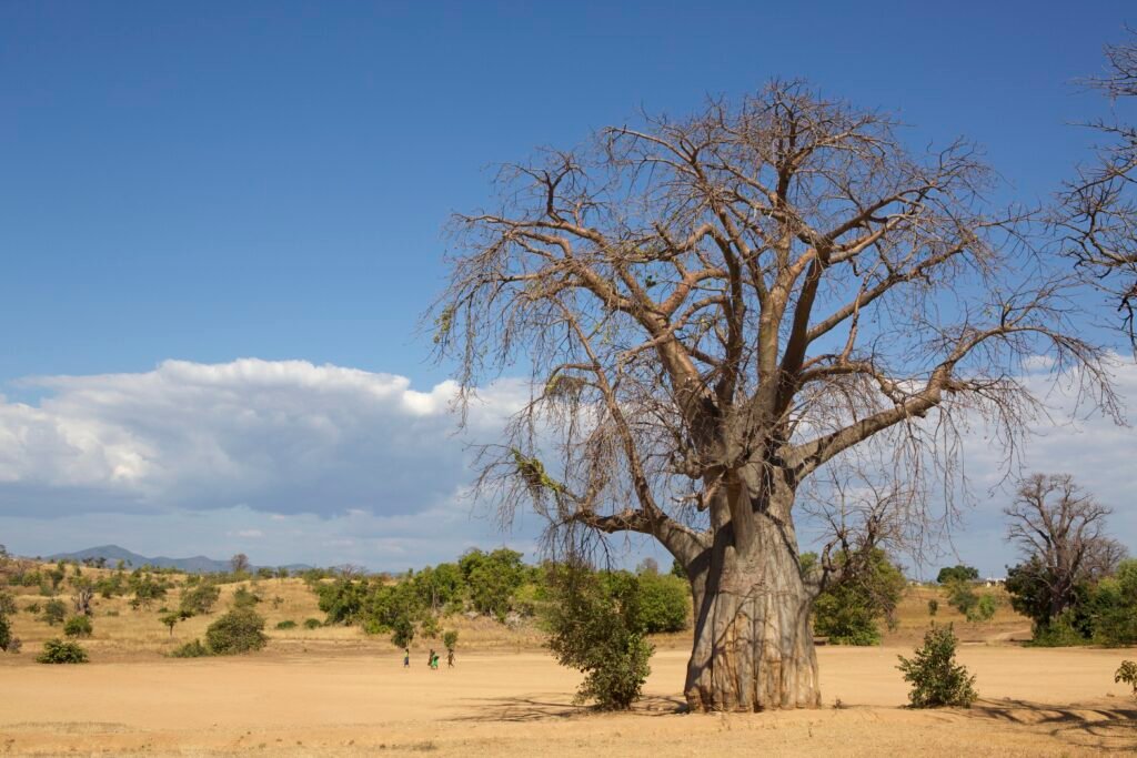 Tarangire National Park: Elephants Up Close – 7 Powerful Reasons This Wildlife Haven Will Amaze You