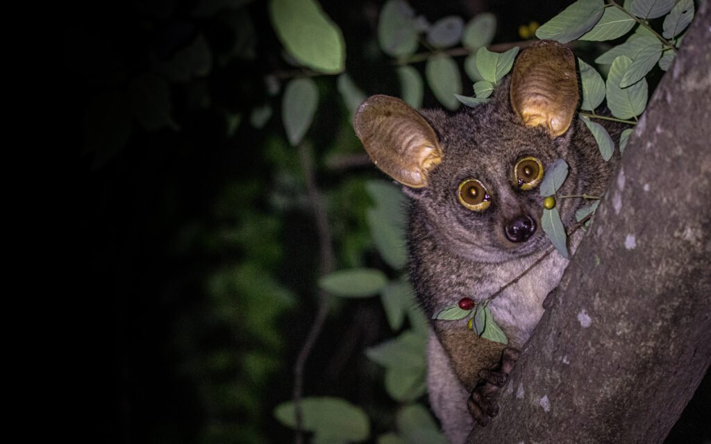 Bushbaby: Tanzania’s Nocturnal Primate – 7 Fascinating Facts You’ll Love