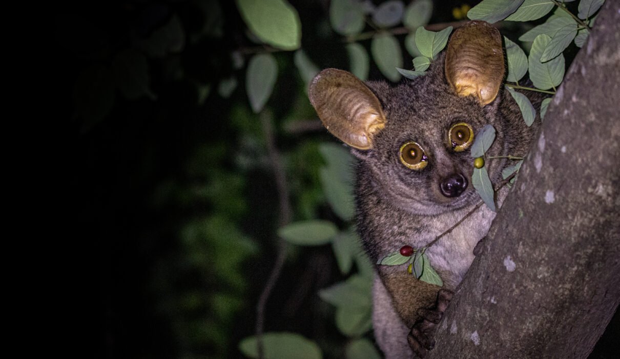 Bushbaby: Tanzania’s Nocturnal Primate – 7 Fascinating Facts You’ll Love
