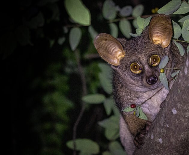 Bushbaby: Tanzania’s Nocturnal Primate – 7 Fascinating Facts You’ll Love