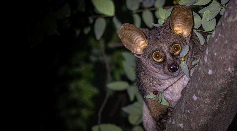 Bushbaby: Tanzania’s Nocturnal Primate – 7 Fascinating Facts You’ll Love