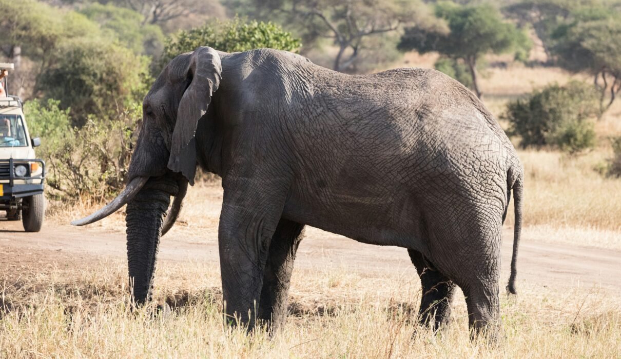 Ngorongoro Crater: Wildlife You Won’t See Anywhere Else
