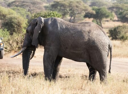 Ngorongoro Crater: Wildlife You Won’t See Anywhere Else