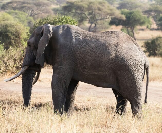 Ngorongoro Crater: Wildlife You Won’t See Anywhere Else