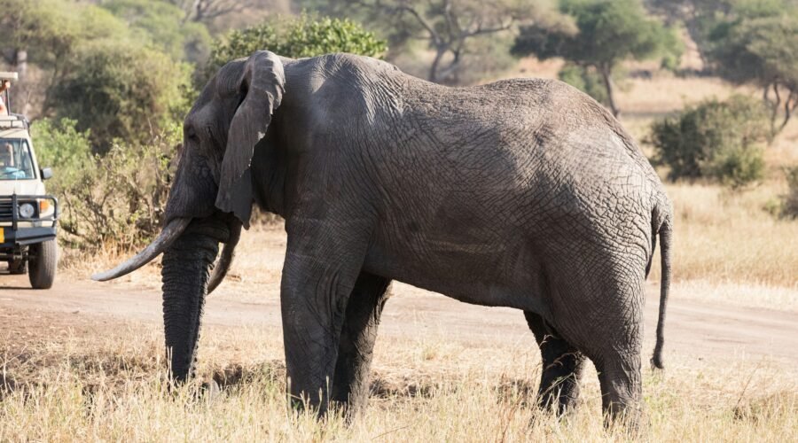 Ngorongoro Crater: Wildlife You Won’t See Anywhere Else