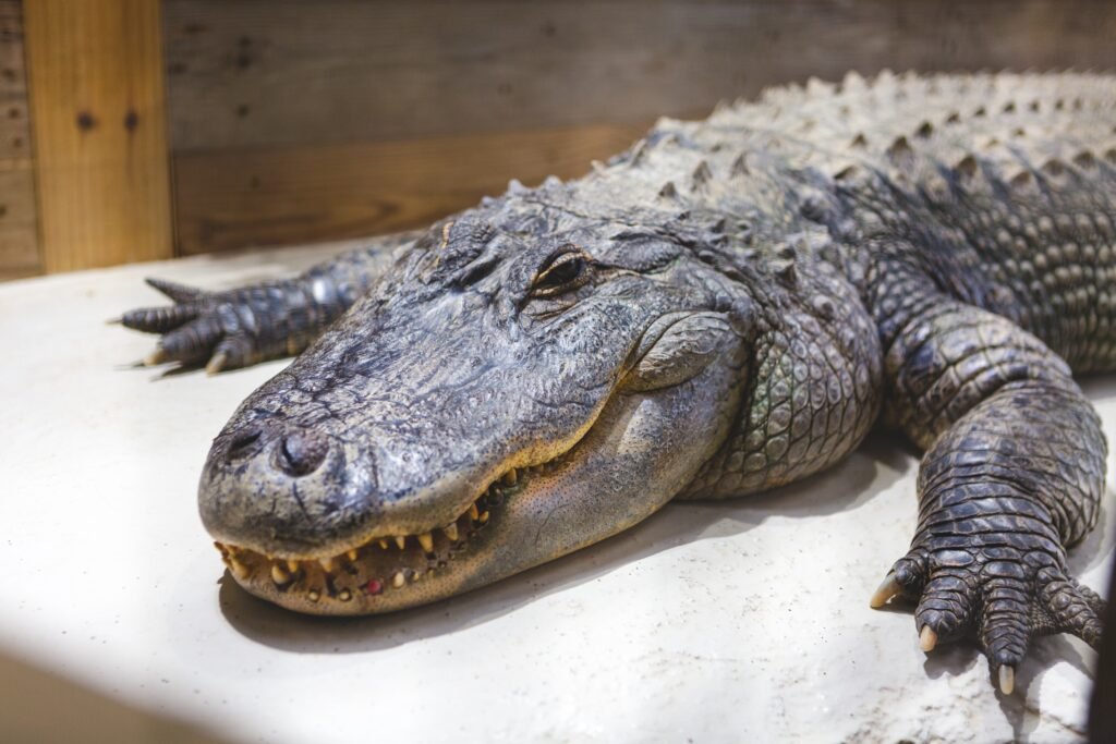 Crocodile vs Alligator: Key Differences Explained – 7 Powerful Facts You Must Know