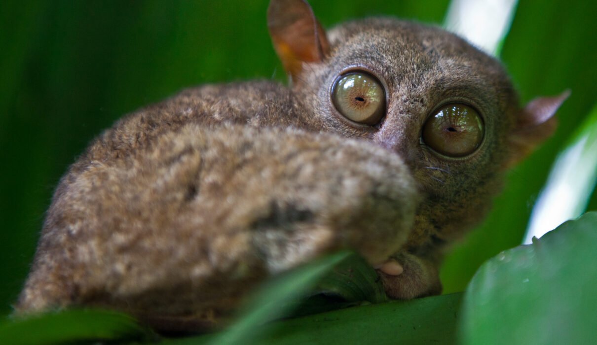 Rare Nocturnal Animals of Tanzania: 9 Extraordinary Night Creatures You’ll Be Amazed to Discover