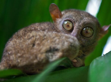 Rare Nocturnal Animals of Tanzania: 9 Extraordinary Night Creatures You’ll Be Amazed to Discover