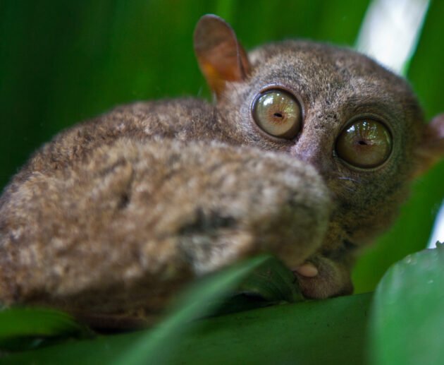 Rare Nocturnal Animals of Tanzania: 9 Extraordinary Night Creatures You’ll Be Amazed to Discover