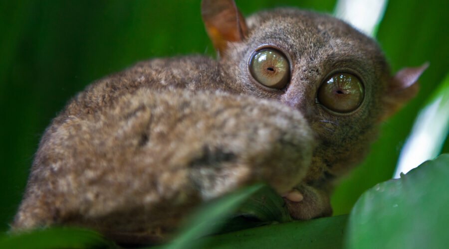 Rare Nocturnal Animals of Tanzania: 9 Extraordinary Night Creatures You’ll Be Amazed to Discover