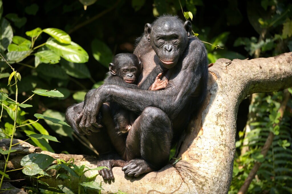 Mahale Mountains National Park: Chimpanzee Safaris – 7 Powerful Reasons to Experience This Hidden Paradise Mahale Mountains National Park: Chimpanzee Safaris – 7 Powerful Reasons to Experience This Hidden Paradise
