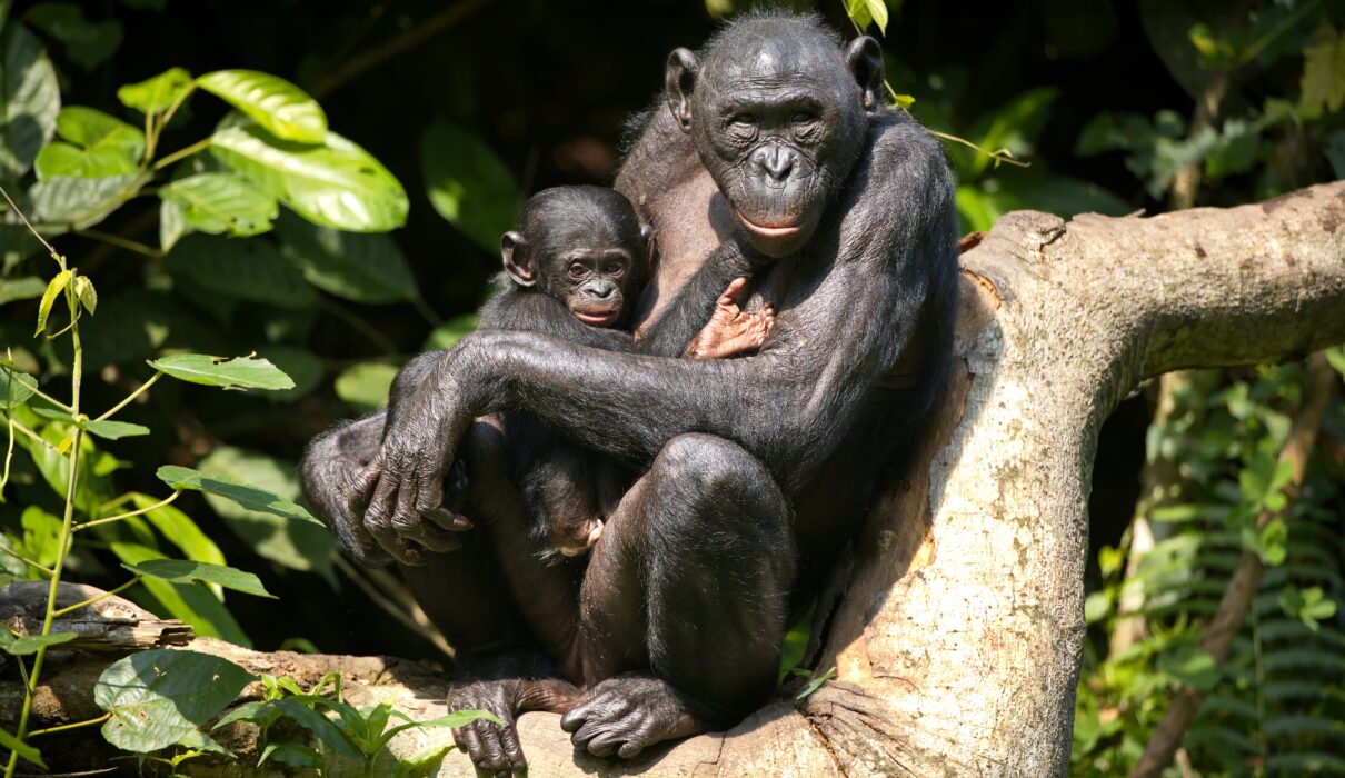 Mahale Mountains National Park: Chimpanzee Safaris – 7 Powerful Reasons to Experience This Hidden Paradise