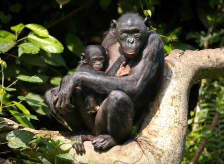 Mahale Mountains National Park: Chimpanzee Safaris – 7 Powerful Reasons to Experience This Hidden Paradise