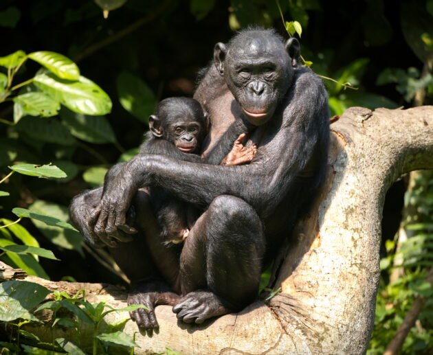 Mahale Mountains National Park: Chimpanzee Safaris – 7 Powerful Reasons to Experience This Hidden Paradise