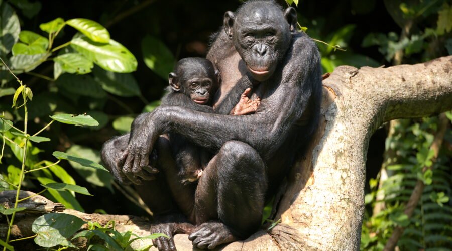 Mahale Mountains National Park: Chimpanzee Safaris – 7 Powerful Reasons to Experience This Hidden Paradise