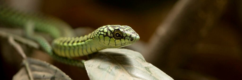 Snakes in Tanzania: Dangerous and Harmless Species – 15 Shocking Facts You Must Know