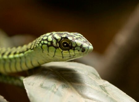 Snakes in Tanzania: Dangerous and Harmless Species – 15 Shocking Facts You Must Know