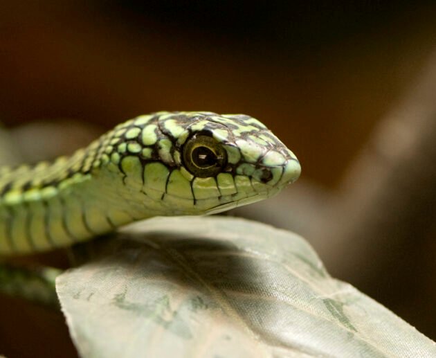 Snakes in Tanzania: Dangerous and Harmless Species – 15 Shocking Facts You Must Know
