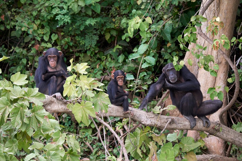 Mahale Mountains National Park: Chimpanzee Safaris – 7 Powerful Reasons to Experience This Hidden Paradise Mahale Mountains National Park: Chimpanzee Safaris – 7 Powerful Reasons to Experience This Hidden Paradise