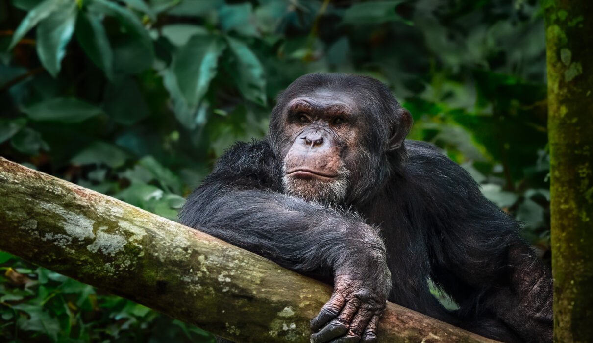 Gombe Stream National Park: Jane Goodall’s Legacy – 7 Inspiring Conservation Secrets