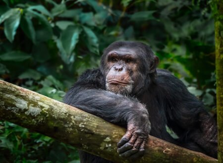 Gombe Stream National Park: Jane Goodall’s Legacy – 7 Inspiring Conservation Secrets