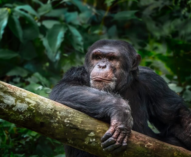 Gombe Stream National Park: Jane Goodall’s Legacy – 7 Inspiring Conservation Secrets