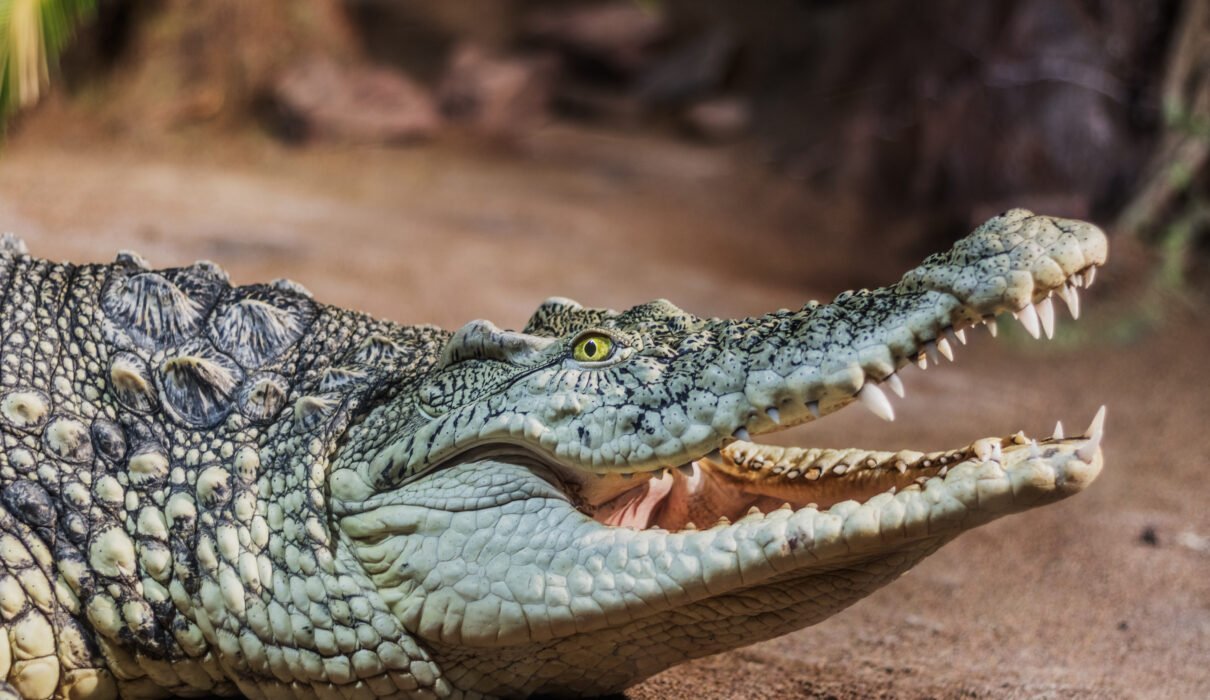 Crocodile vs Alligator: Key Differences Explained – 7 Powerful Facts You Must Know
