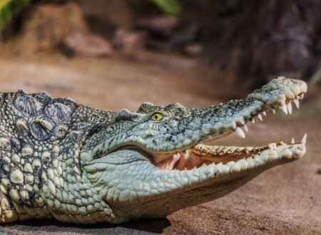 Crocodile vs Alligator: Key Differences Explained – 7 Powerful Facts You Must Know