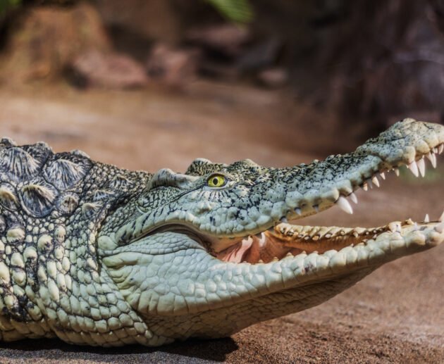Crocodile vs Alligator: Key Differences Explained – 7 Powerful Facts You Must Know