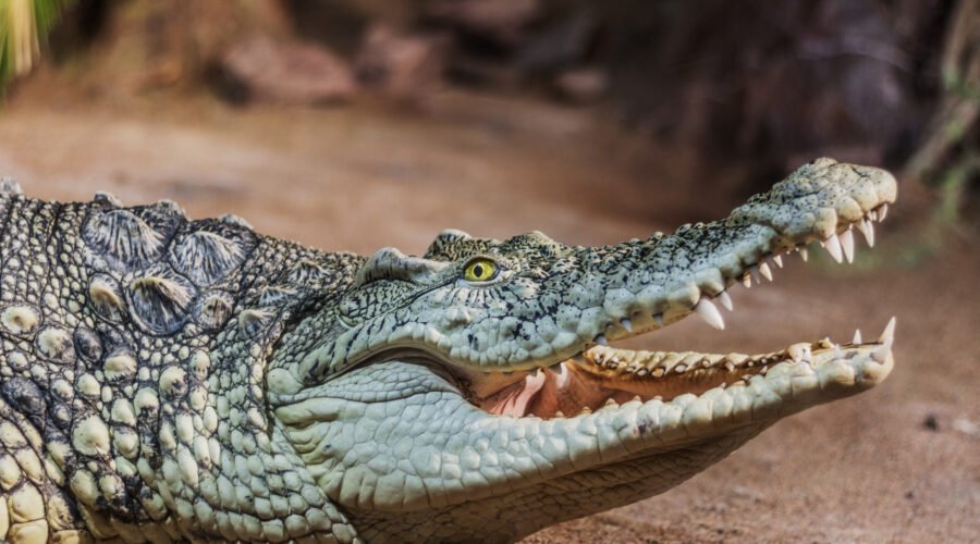 Crocodile vs Alligator: Key Differences Explained – 7 Powerful Facts You Must Know