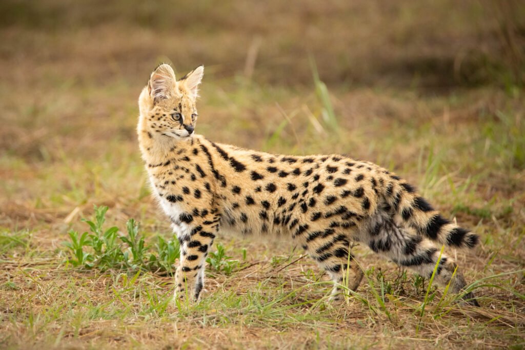 Serval Cat: Africa’s Elusive Predator – 9 Powerful Facts That Will Amaze You