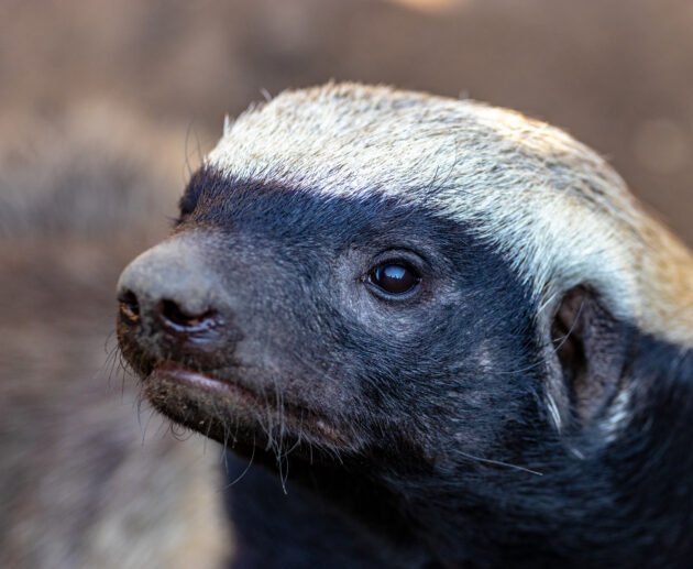 The Secret Life of Tanzania’s Honey Badgers: 7 Powerful Truths About Africa’s Fearless Survivor