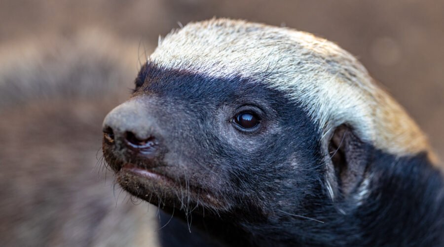 The Secret Life of Tanzania’s Honey Badgers: 7 Powerful Truths About Africa’s Fearless Survivor