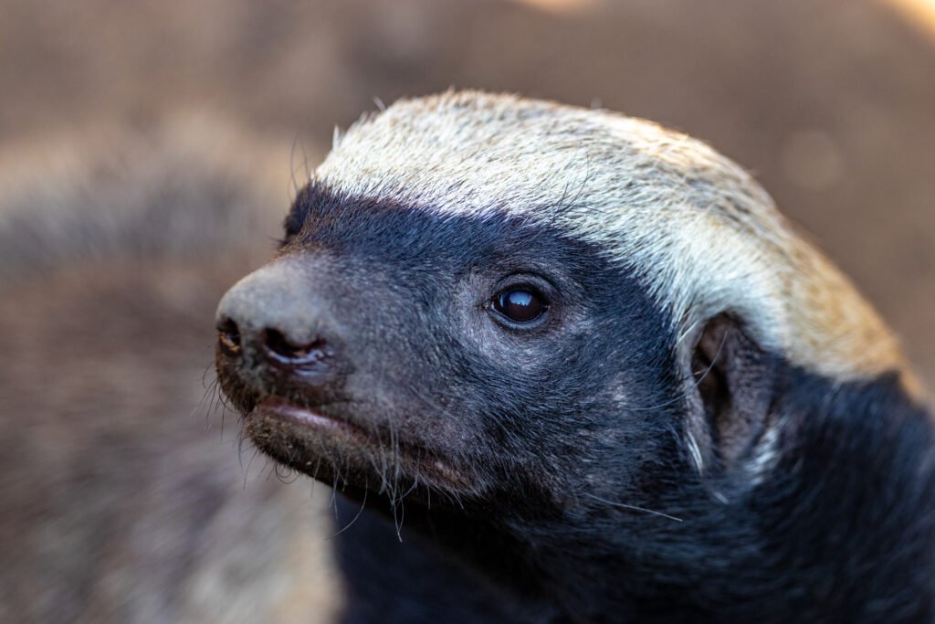 Honey Badger: Africa’s Fearless Animal – 7 Shocking Facts That Inspire Respect Honey Badger: Africa’s Fearless Animal – 7 Shocking Facts That Inspire Respect