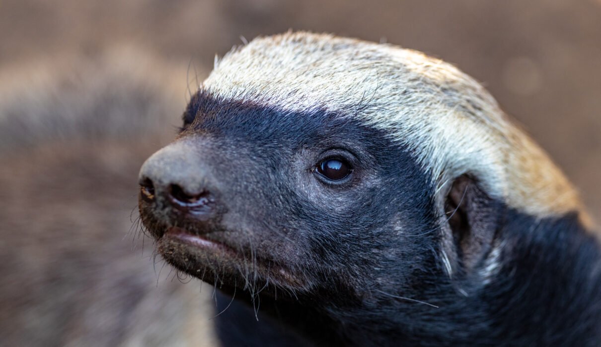 Honey Badger: Africa’s Fearless Animal – 7 Shocking Facts That Inspire Respect