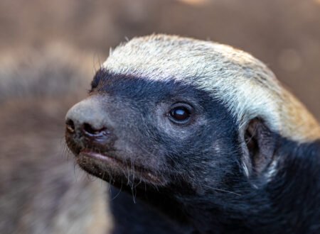 Honey Badger: Africa’s Fearless Animal – 7 Shocking Facts That Inspire Respect