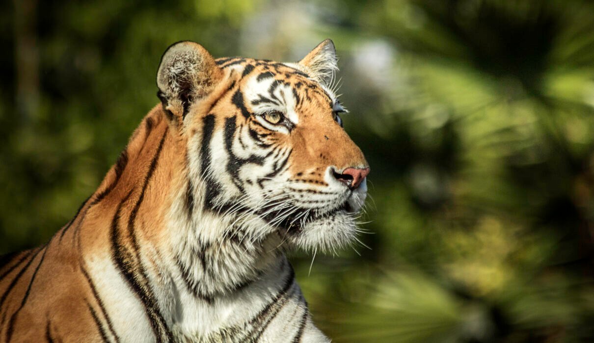 Can You See Tigers on an African Safari? 7 Surprising Truths You Must Know