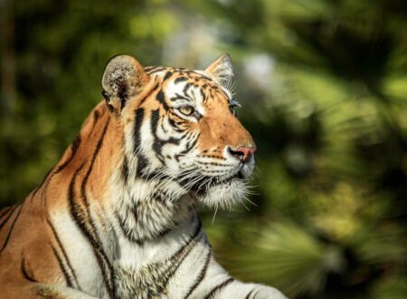 Can You See Tigers on an African Safari? 7 Surprising Truths You Must Know