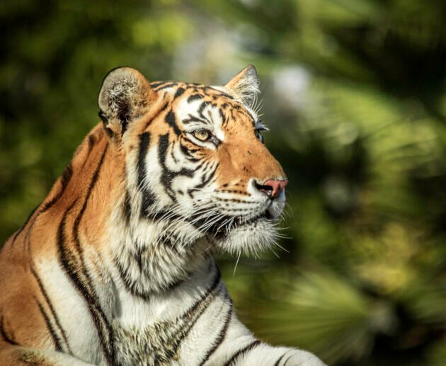 Can You See Tigers on an African Safari? 7 Surprising Truths You Must Know