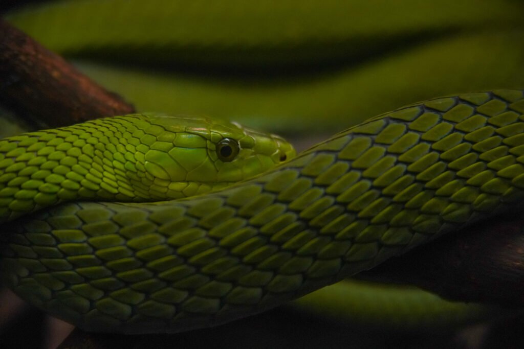Snakes in Tanzania: Identification and Safety – 15 Essential Facts That Could Save Your Life Snakes in Tanzania: Identification and Safety – 15 Essential Facts That Could Save Your Life