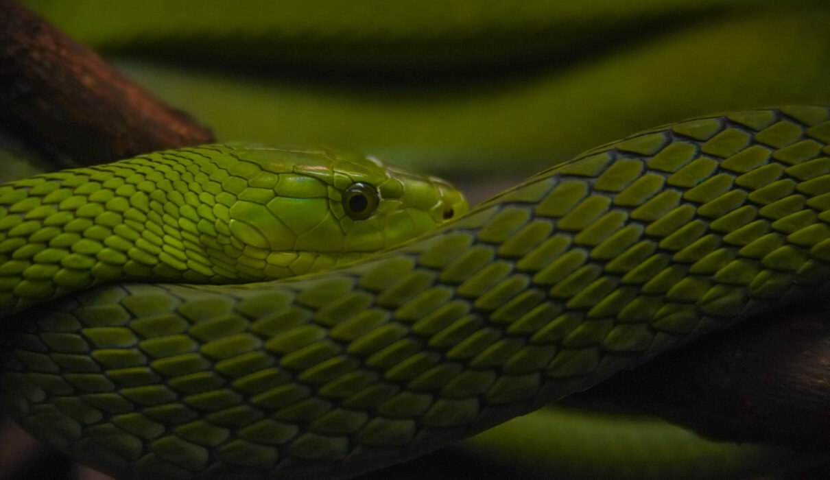 Snakes in Tanzania: Identification and Safety – 15 Essential Facts That Could Save Your Life