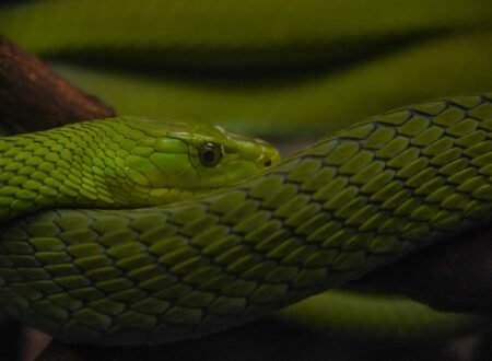 Snakes in Tanzania: Identification and Safety – 15 Essential Facts That Could Save Your Life