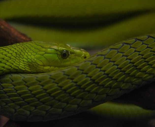 Snakes in Tanzania: Identification and Safety – 15 Essential Facts That Could Save Your Life