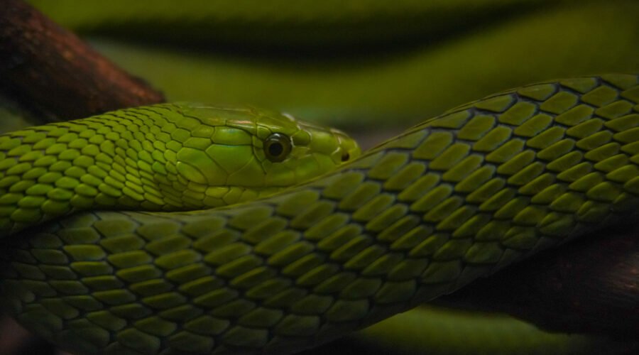 Snakes in Tanzania: Identification and Safety – 15 Essential Facts That Could Save Your Life