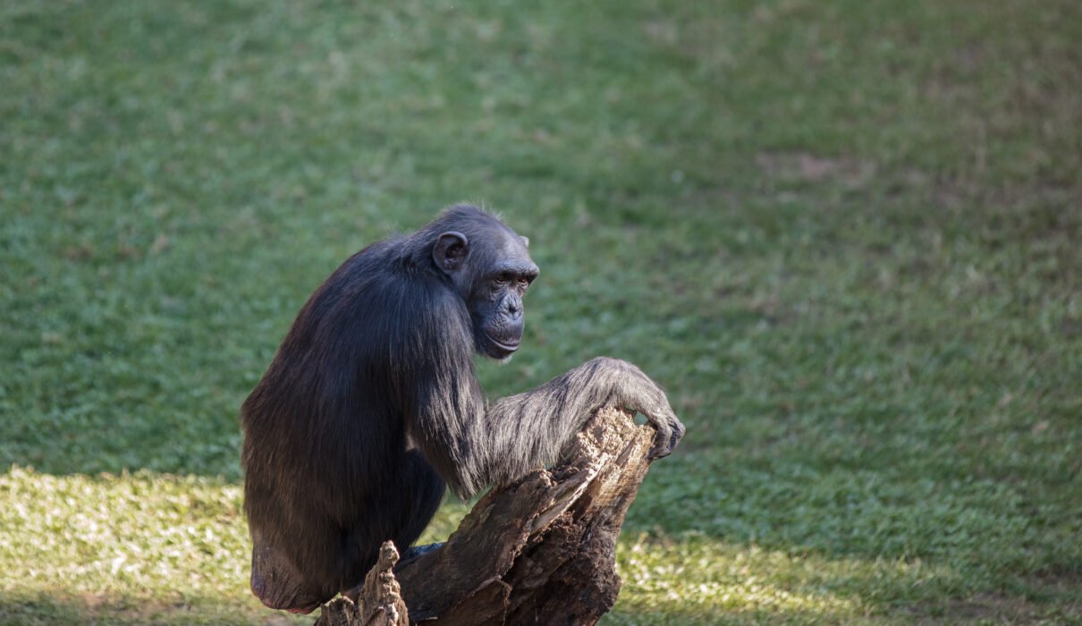 7 Smartest Animals with Human-Like Intelligence – Fascinating Facts You Must Know